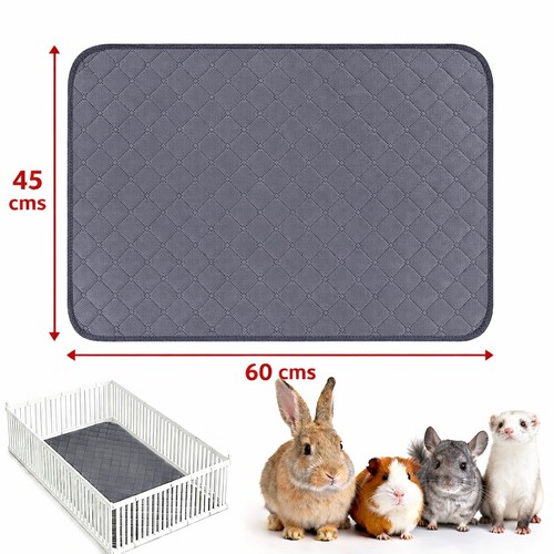 Guinea pig grey liner - guinea,