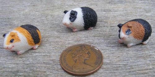 Dolls house guinea - house,