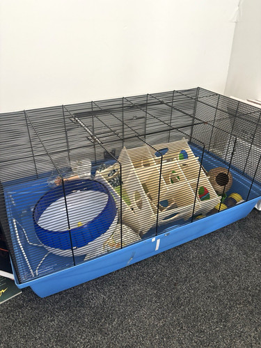 Guinea pig standard cage - pig,