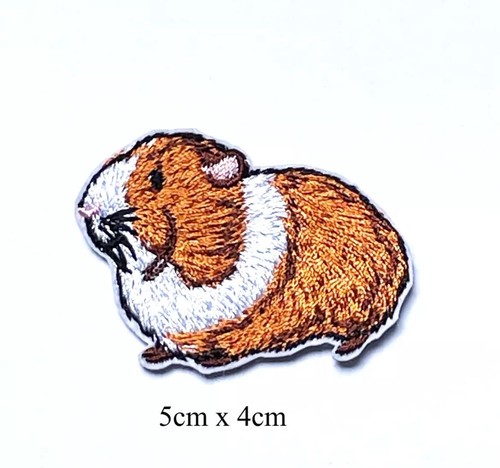 Guinea pig domestic - pet, animal