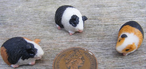 Dolls house guinea - house, pig