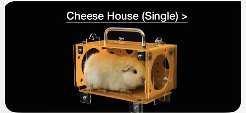 Guinea pig cheese house - cheese, house,